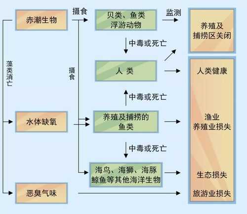 探讨黑潮现象：对生态环境与社会影响的深入分析