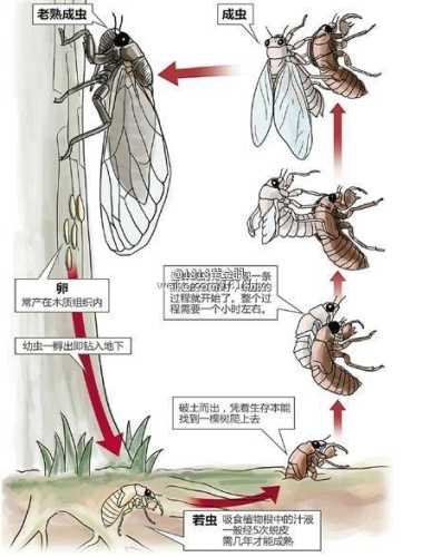 探秘刺猬索尼克海行斑鹭的美味收获：烹饪技巧大揭秘  第4张